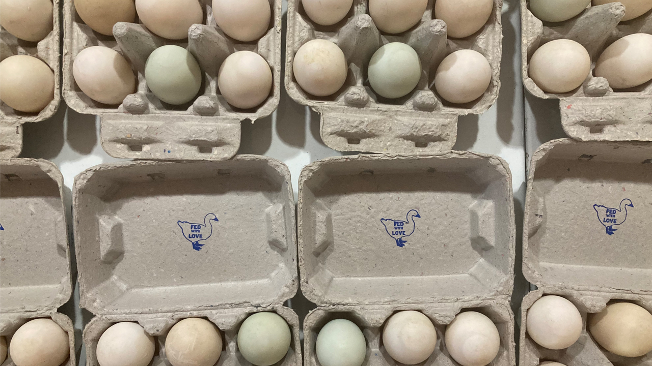 duck eggs in cartons
